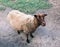 Southdown sheep inside The Queens Zoo