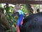 Southeast Asia Indonesia Bali Bird Park Tropical Birds Colorful Birds Cassowary Bird Emu Dangerous Species Breed Outdoor Garden