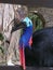 Southeast Asia Indonesia Bali Bird Park Tropical Birds Colorful Birds Cassowary Bird Emu Dangerous Species Breed Outdoor Garden