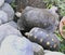 Southeast Asia Indonesia Bali Reptile Park Rimba Reptil Tropical Animals Giant Turtle Baby Tortoise Garden Nature Pattern Shells
