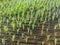 Southeast Asia Indonesia Bali Wild Balinese Farm Crops Plantation Nature Jungle Plants Rice Farmland Harvest Food Shortage Soil