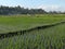 Southeast Asia Indonesia Bali Wild Balinese Farm Rice Harvest Farmland Countryside Food Shortage Crops Plantation Nature Jungle