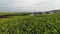 Southeast Asia& x27;s Largest Tea Plantation