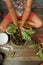 Southeast Asian man repotting a houseplant