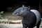 Southeast Asian Tapir