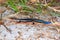 Southeastern Five-lined Skink Plestiodon inexpectatus