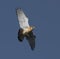 Southeastern kestrel fluttering above a field