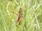 Southeastern Lubber Grasshopper