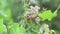 Southeastern Lubber Grasshopper feeding on Climbing Hempvine