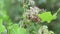 Southeastern Lubber Grasshopper feeding on Climbing Hempvine