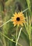 Southeastern Sunflower Corkscrew Swamp Sanctuary Naples Florida