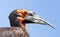 Southem Ground Hornbill