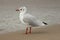 Souther Baltic sea coast, Northern Poland, Pomerania, sandy beach, late winter time, seagull