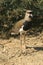 Souther lapwing bird