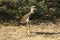 Souther lapwing bird