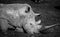 The Souther Rhino extreme closeup in black and white.