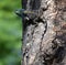 A Southern African Agama Lizard