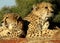 Southern african animals