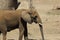 Southern African bush elephant in zoo