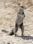 Southern African Ground Squirrel