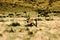 A Southern African Oryx Oryx gazella photographed in Namibia.