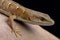 Southern alligator lizard (Algeria multicarinata)