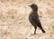 Southern Anteater-chat