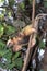 Southern Anteater, tamandua tetradactyla, Adult Climbing down tree Trunk