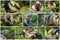 Southern Anteater tamandua tetradactyla -collage set