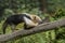 Southern Anteater tamandua tetradactyla on the tree.Close up.