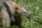 Southern Anteater tamandua tetradactyla on the tree.Close up.