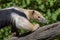 Southern Anteater tamandua tetradactyla on the tree.Close up.