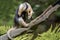 Southern Anteater tamandua tetradactyla on the tree.Close up.