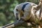 Southern Anteater tamandua tetradactyla on the tree.Close up.