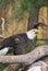 Southern Bald Eagle