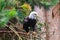 The Southern Bald Eagle is a species of bird of prey. Background with selective focus