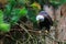 The Southern Bald Eagle is a species of bird of prey. Background with selective focus