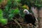 The Southern Bald Eagle is a species of bird of prey. Background with selective focus