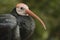 Southern Bald Ibis