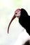 Southern Bald Ibis