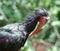 Southern Bald Ibis