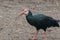 Southern bald ibis