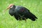 Southern bald ibis