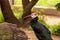 Southern bald ibis called Geronticus calvus