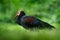 Southern bald ibis, Geronticus calvus, exotic bird in the nature habitat, bird in the green grass, during sunset, Marocco. Rare bi