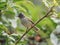 A southern beardless tyrannulet bird on a branch