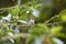 Southern Beardless-Tyrannulet in Equador