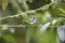 Southern Beardless-Tyrannulet in Equador