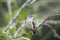 Southern Beardless-Tyrannulet in Equador