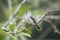 Southern Beardless-Tyrannulet in Equador